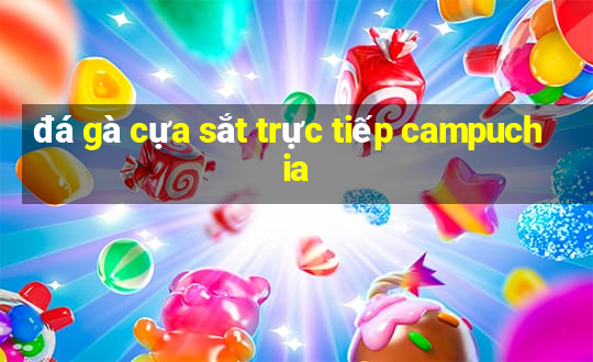 đá gà cựa sắt trực tiếp campuchia