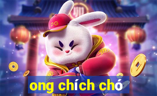 ong chích chó