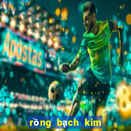 rồng bạch kim 666 hôm nay