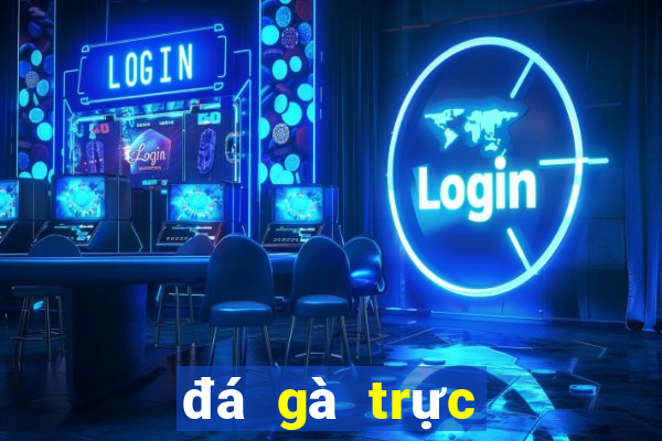 đá gà trực tiếp bình luận