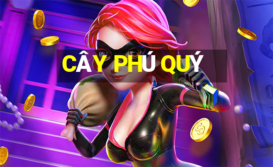 CÂY PHÚ QUÝ