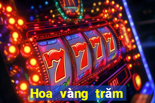 Hoa vàng trăm người ở Việt nam