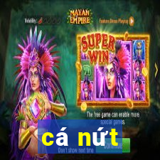 cá nứt