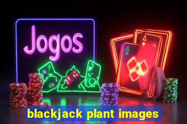 blackjack plant images