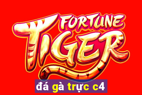 đá gà trực c4