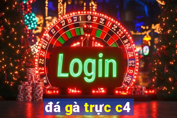 đá gà trực c4