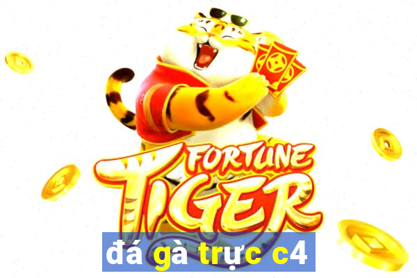 đá gà trực c4