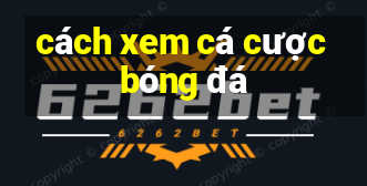 cách xem cá cược bóng đá