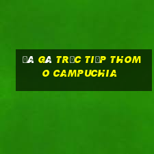 đá gà trực tiếp thomo campuchia