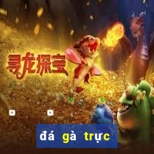 đá gà trực tiếp 68