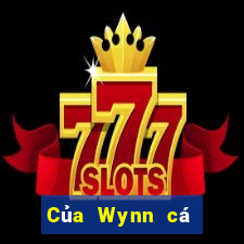 Của Wynn cá cược Việt nam