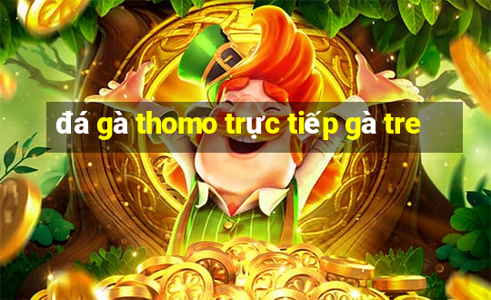 đá gà thomo trực tiếp gà tre