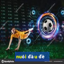 nuôi đầu đề